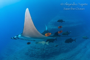 Mantaray with friends, Boiler San benedicto México by Alejandro Topete 